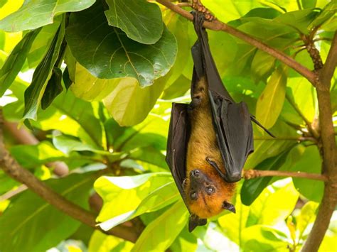 full grown giant golden-crowned flying fox